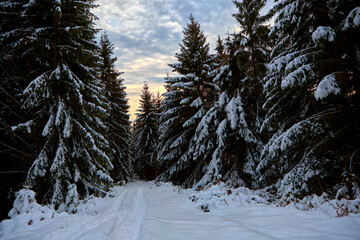 Snowy, winter forest in the mountains, pines, Christmas trees, a road in the snow between trees