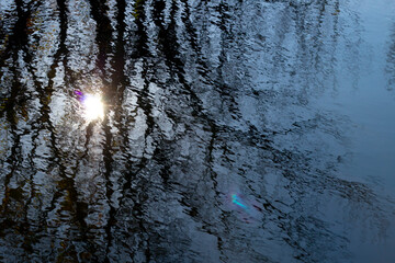 sun shining through trees reflection in water