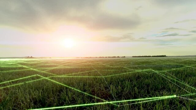 Beautiful sugar cane plantation field with technology design. Drone View.