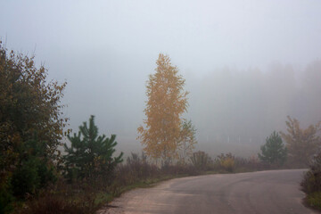 Fototapeta na wymiar Autumn landscape. Yellow birch trees against the background of morning fog, a bend in the road, small pines along the road, fog to the horizon.