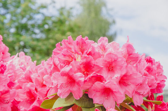 赤いツツジの花