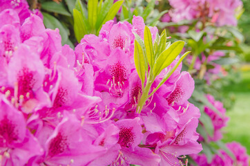 赤いツツジの花