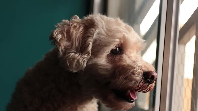 Close up a portrait of a adorable poodle dog looking towards window and being caressed by a woman.