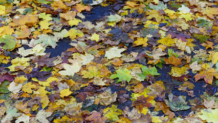 autumn leaves background, autumn leaves in the street