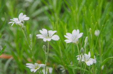 白い小さな花