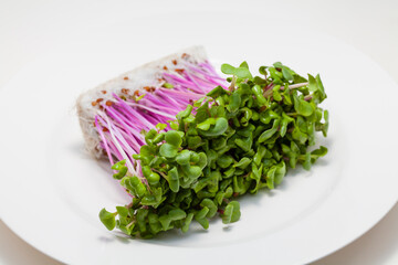 赤ラディッシュの新芽