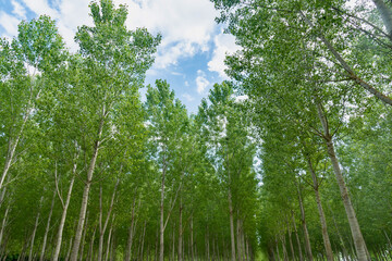 forest landscape in summer