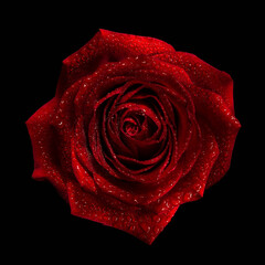 Rose bud with water drops on red petals isolated on black background, macrophotography of flower, nature concept