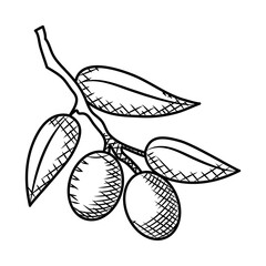 olives branch icon, hand draw style