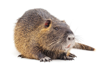 One big nutria.