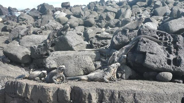 Family of Marine Iguana's Sunbathing and Camouflaged In The Black Lava Rocks
