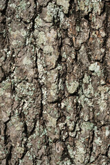 Background of Lichen on tree bark. Lichen  is a symbiosis between different organisms - a fungus and an alga or cyanobacterium.