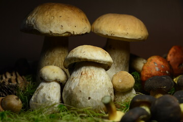 Still life of different mushrooms on a dark background