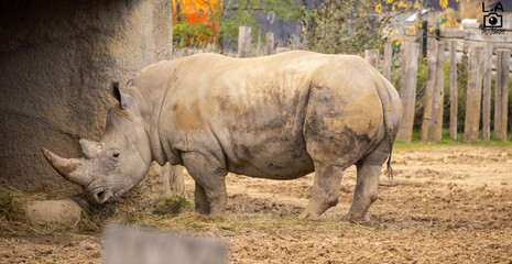 Naklejka premium rhinocéros entrain de manger 