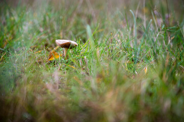 Pilz auf einer nassen Wiese im Herbst