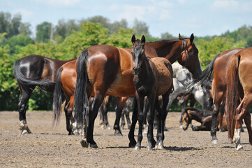 A herd of Trotter mares and foals in a paddock on a sunny day