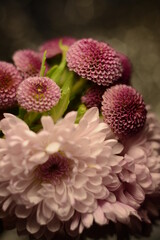 Beautiful bouquet of pink chrysanthemums on blurred gray bokeh background