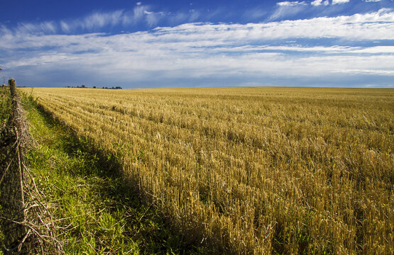 field of wheat © Elizabeth