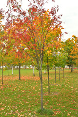 Fototapeta premium Yellow maple trees at cloud autumn day.