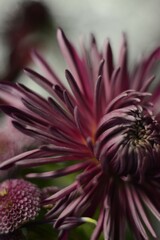 Big pink chrysanthemum close up