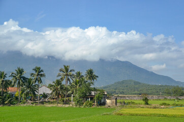 Village under palm trees. Vietnam.