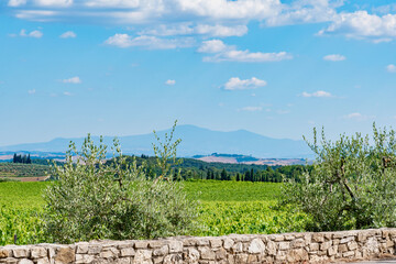 vineyards of felsina winery of chianti