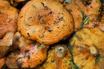 Edible mushrooms called Niscalos typical of pine forests in Spain. Orange autumn food