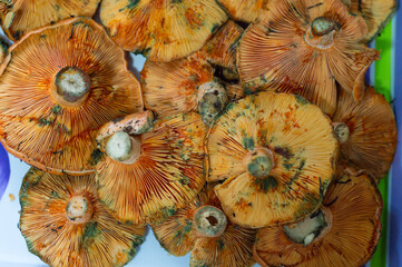 Edible mushrooms called Niscalos typical of pine forests in Spain. Orange autumn food