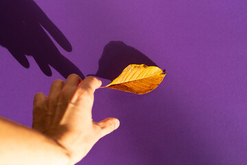 Man's hand picking up dry cherry tree leaf  lying on purple  background