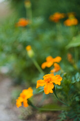 Beautiful marigolds bloom outdoors