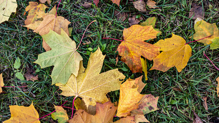Photo of fallen autumn yellow leaves close-up. Background, texture for design. Autumn background.