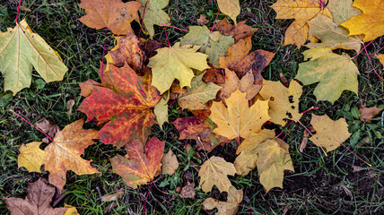 Photo of fallen autumn yellow leaves close-up. Background, texture for design. Autumn background.