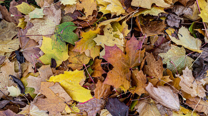 Photo of fallen autumn yellow leaves close-up. Background, texture for design. Autumn background.