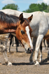 Naklejka premium Portrait of a bay foal in a herd on a sunny day