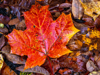close view of fallen orange maple leaf in the rain in autumn