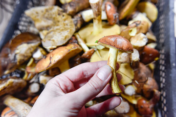 selective focus at the bottom side of the mushroom
