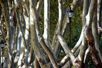 Interweaving of clear branches of plane tree and street lamps
