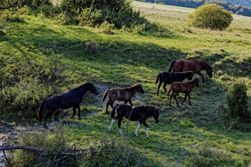 Horses walking uphill after passing river in Beskid Niski mountains area in Poland, Europe. Hucul horse breed.