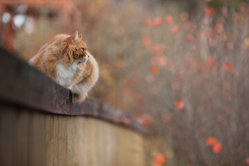 Red fluffy cat laying on the wooden fence in autumn day. Adorable bokeh with red leaves. Cottagecore aesthetics concept. Copy space