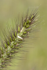 Obraz premium Chinese fountain grass / Poaceae perennial grass