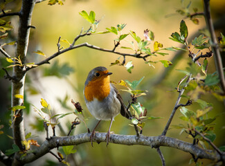 Los petirrojos son los pequeños pájaros mas desconfiados y simpáticos de la naturaleza