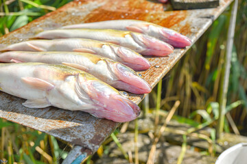 freshwater common bream fish