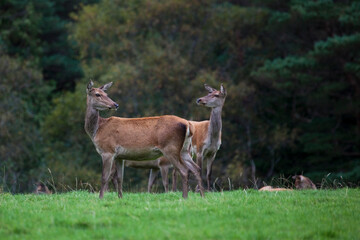 Naklejka na ściany i meble Red Deer stag, Kerry, Ireland