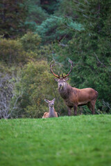 Red Deer stag, Kerry, Ireland