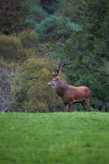 Red Deer stag, Kerry, Ireland