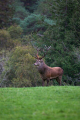 Red Deer stag, Kerry, Ireland