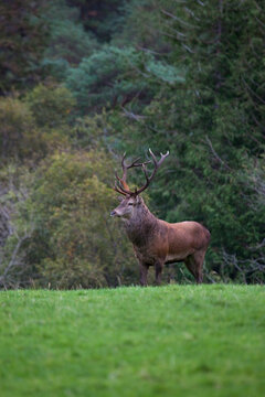 Red Deer Stag, Kerry, Ireland