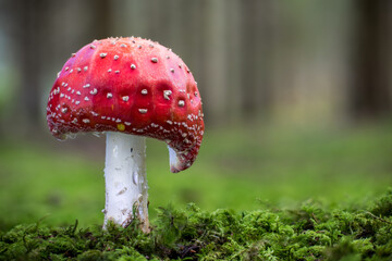 inedible toadstool