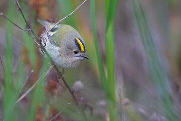 A migrating goldcrest foraging for small insects.