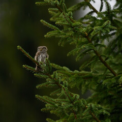 Eurasian pygmy owl perched on spruce tree in rain